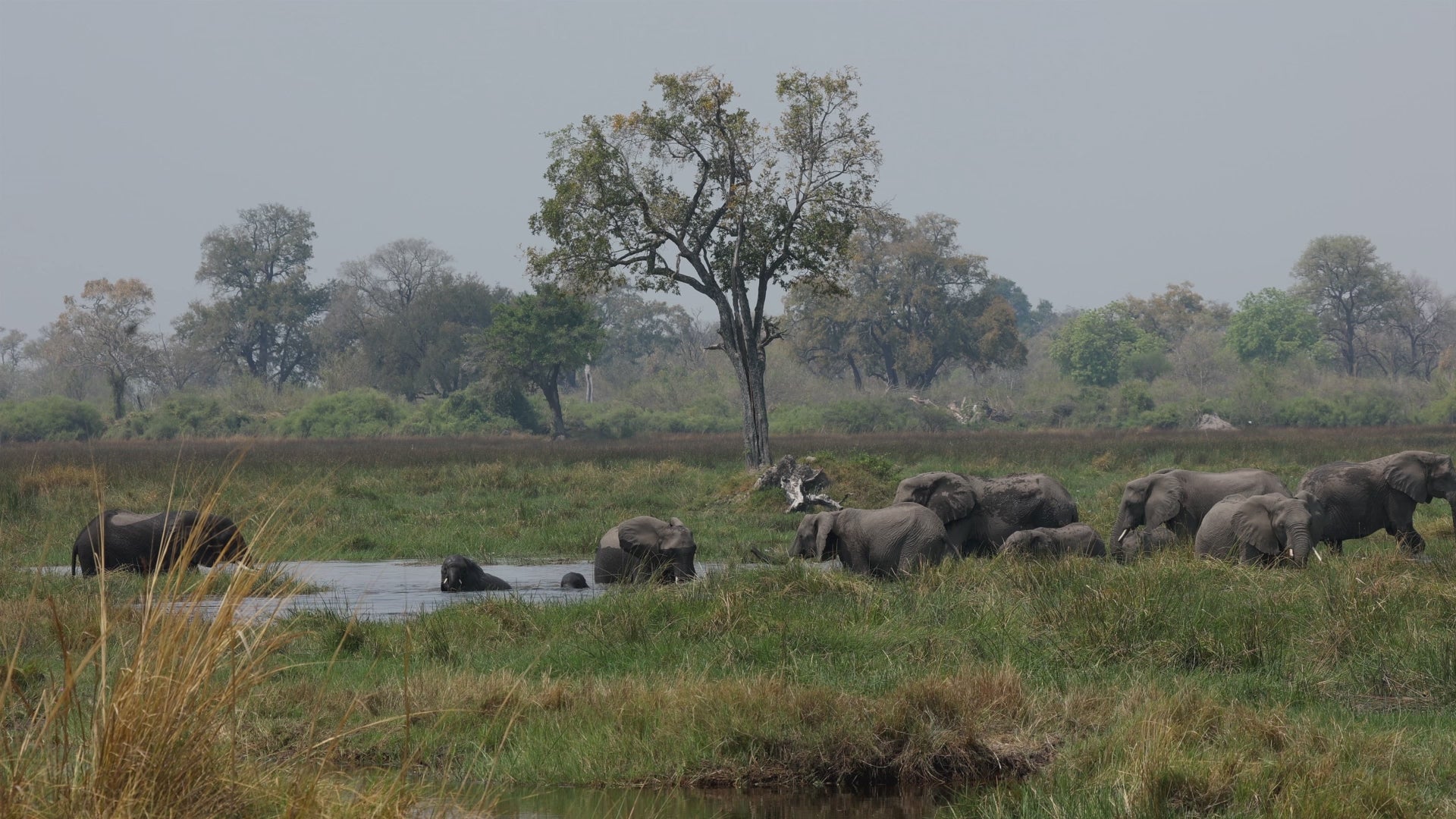 Life is Beautiful! Gallery website video, elephants bathing in a waterhole in the okavango delta